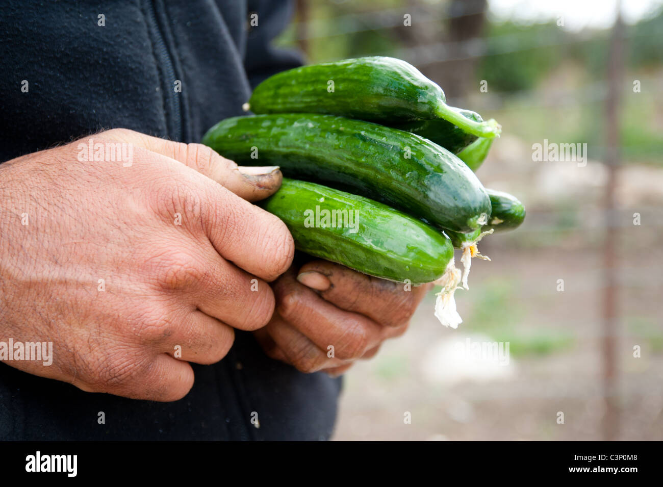 Un palestinese agricoltore detiene un mazzetto di appena raccolto cetrioli nel suo lavoro di mani usurate. Foto Stock