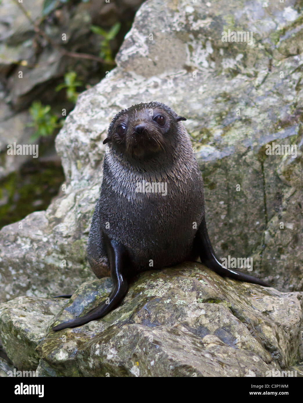 Nuova Zelanda Sea Lion (Phocarctos hookeri) Foto Stock