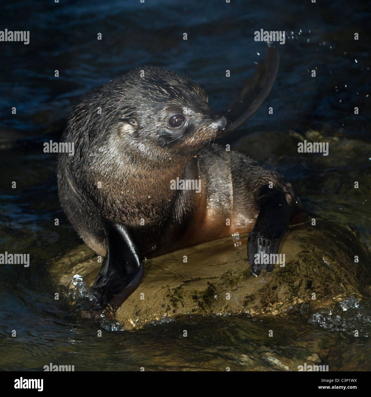 Nuova Zelanda sea lion pup (Phocarctos hookeri) Foto Stock