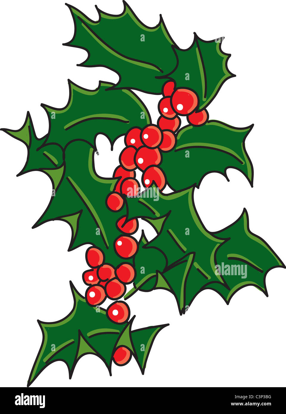 Holly Berry Impianto di Natale illustrazione Foto Stock