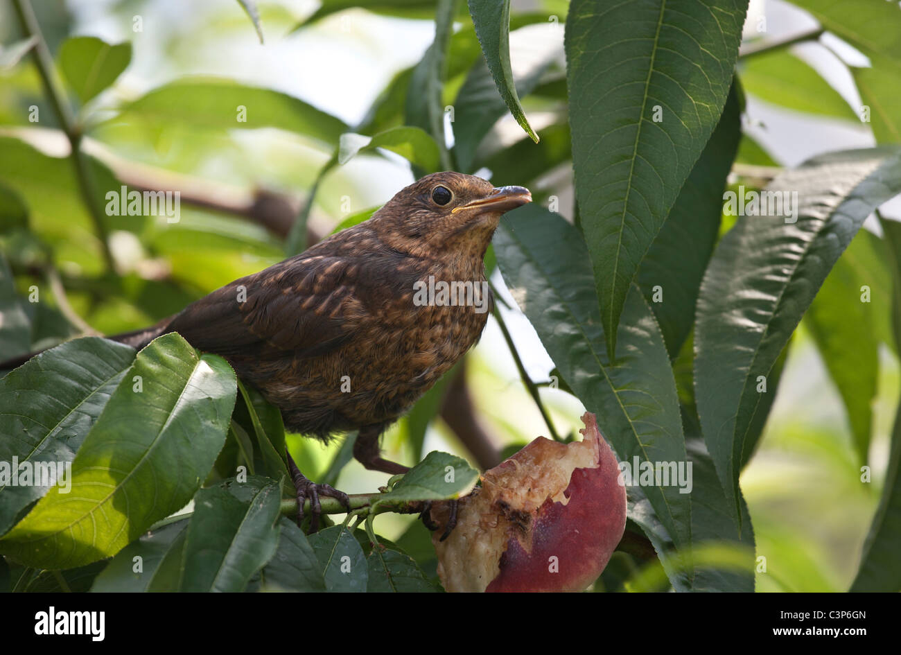 I capretti Blackbird mangiare frutta Nespole del Giappone in una struttura ad albero Foto Stock