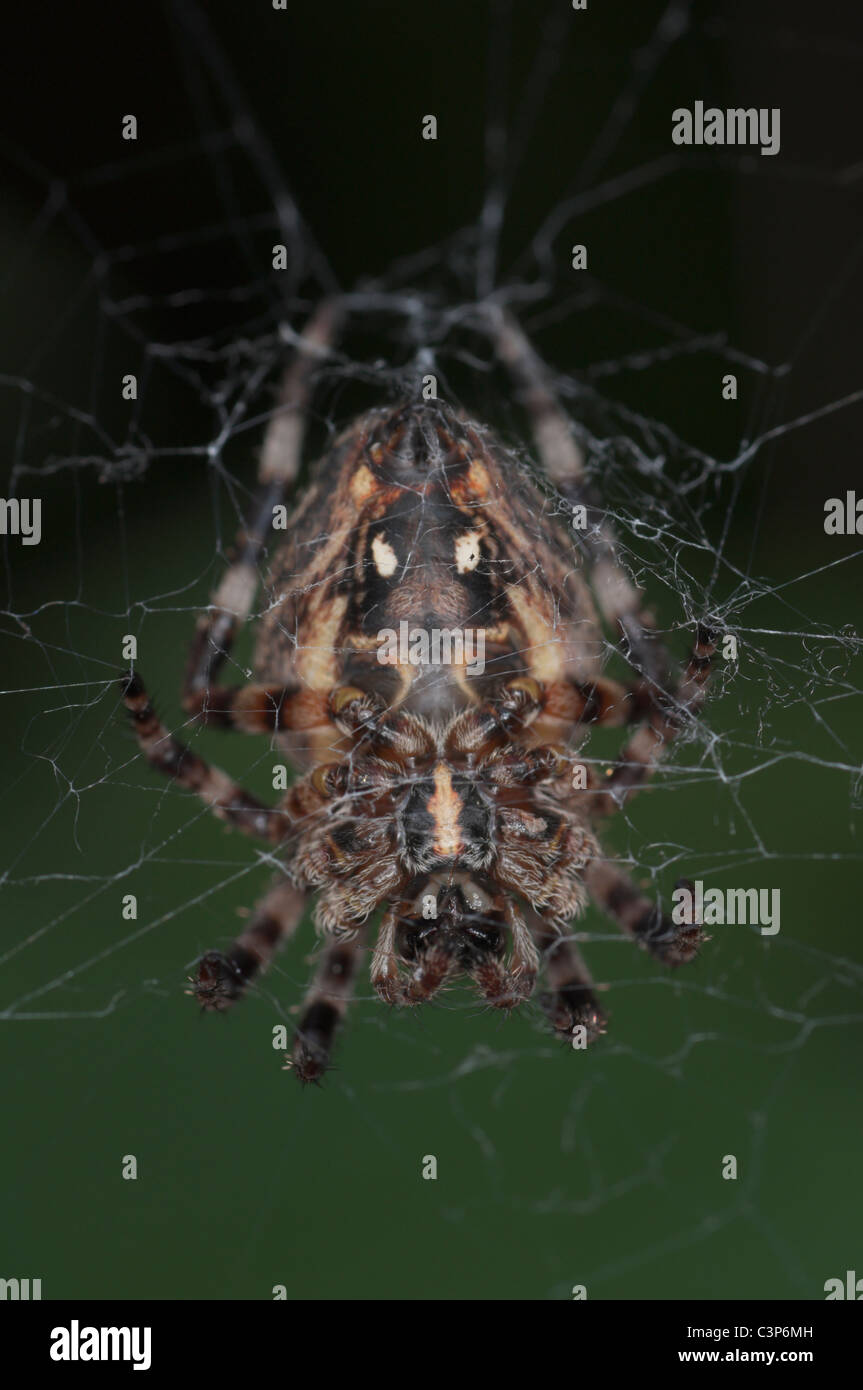 Close-up di cross spider (Araneus diadematus) sul suo web. Foto Stock