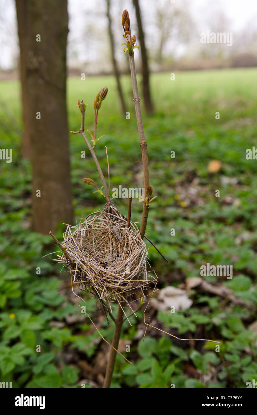 Immagine di un germoglio e il nido Foto Stock