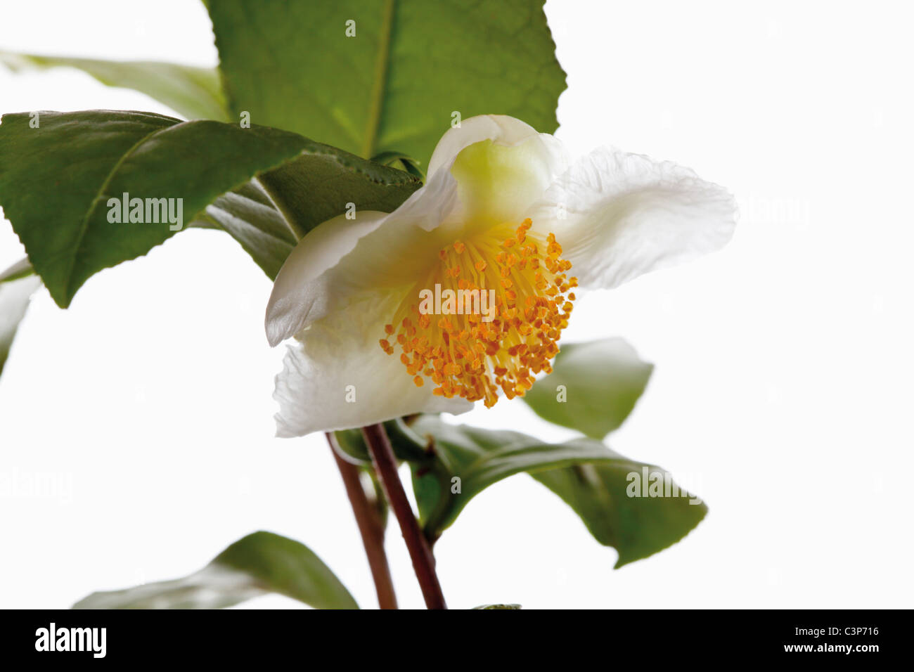 Pianta del tè (Camellia sinensis), close-up Foto Stock
