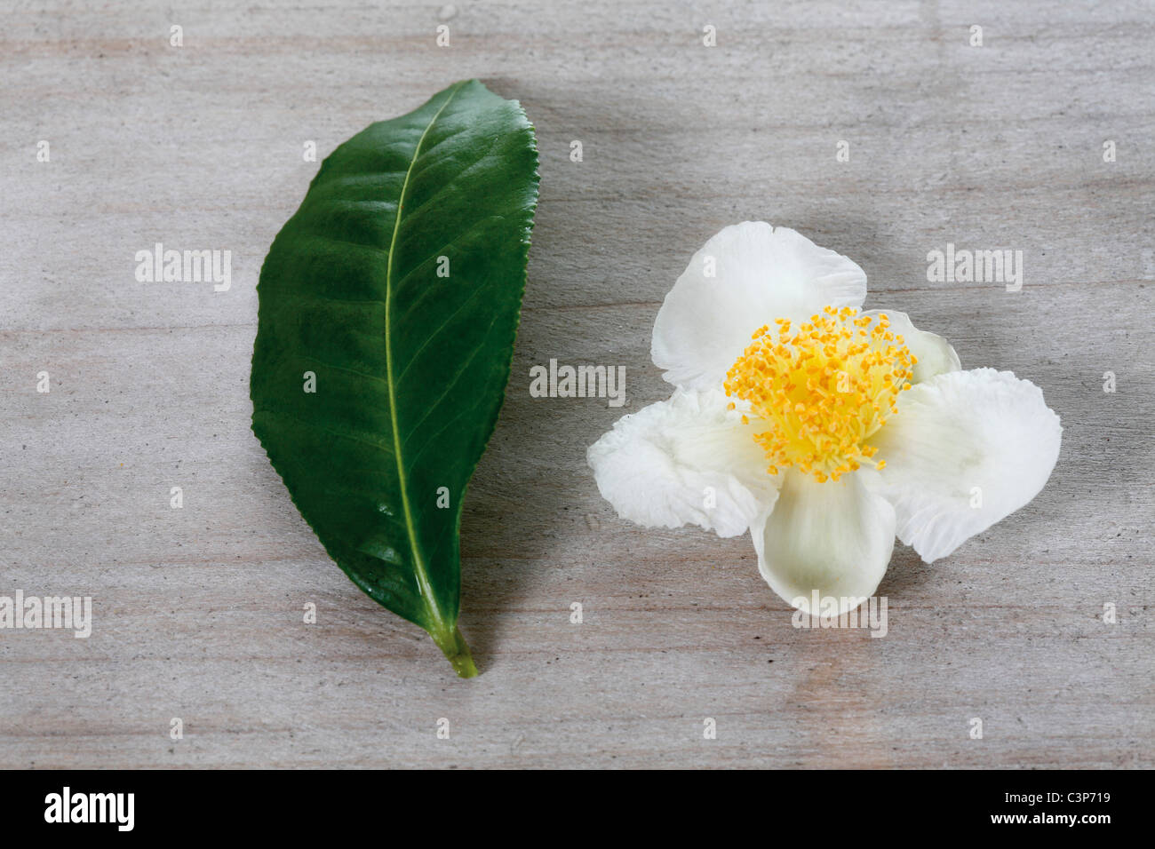 Pianta del tè (Camellia sinensis), foglie e fiori, vista in elevazione Foto Stock