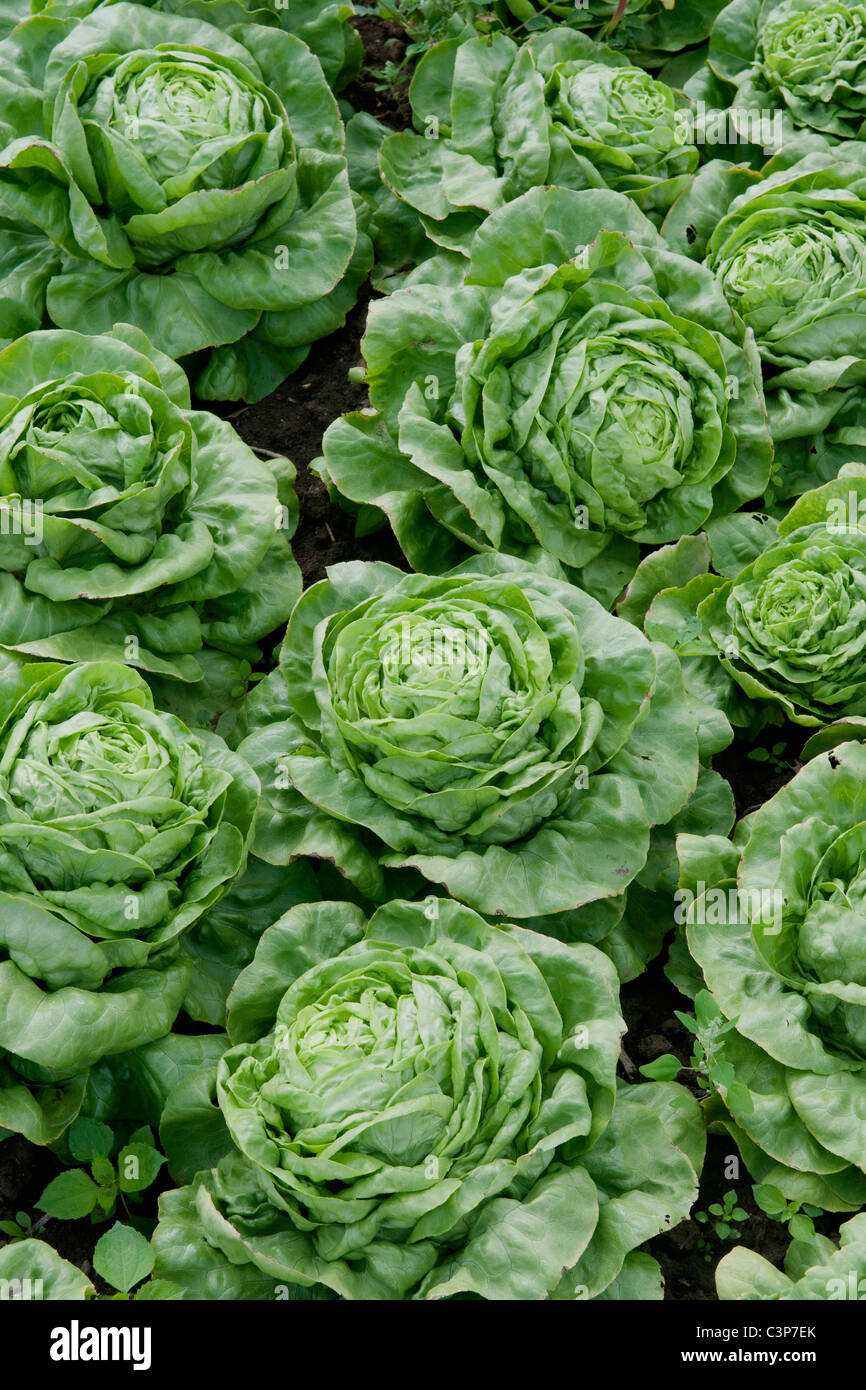 Germania, Baden W├╝rttemberg, piante di insalata, full frame Foto Stock
