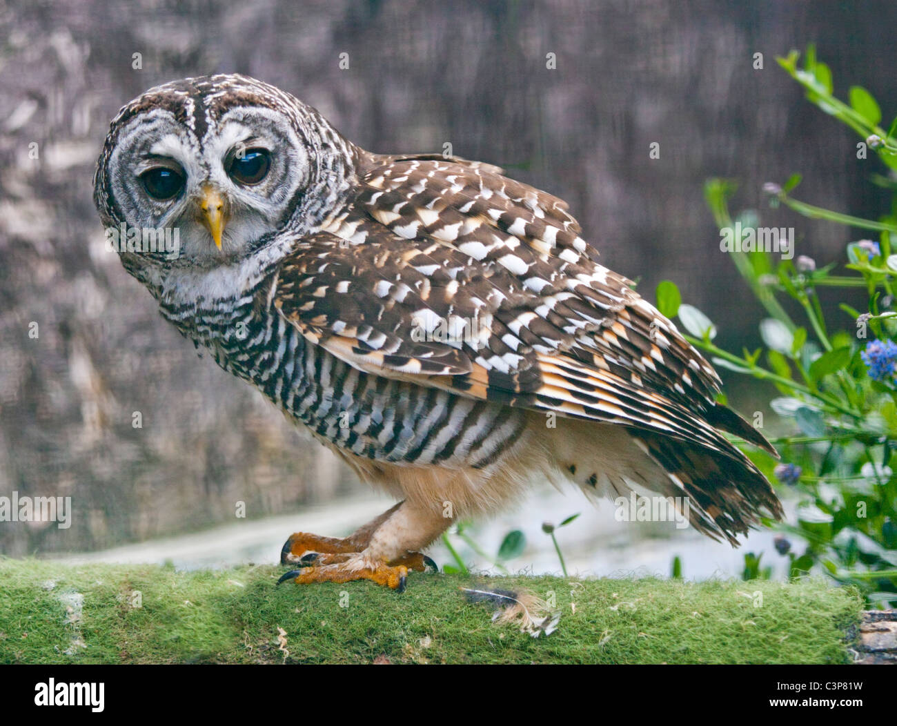 Chaco Allocco (Strix chacoensis) Foto Stock