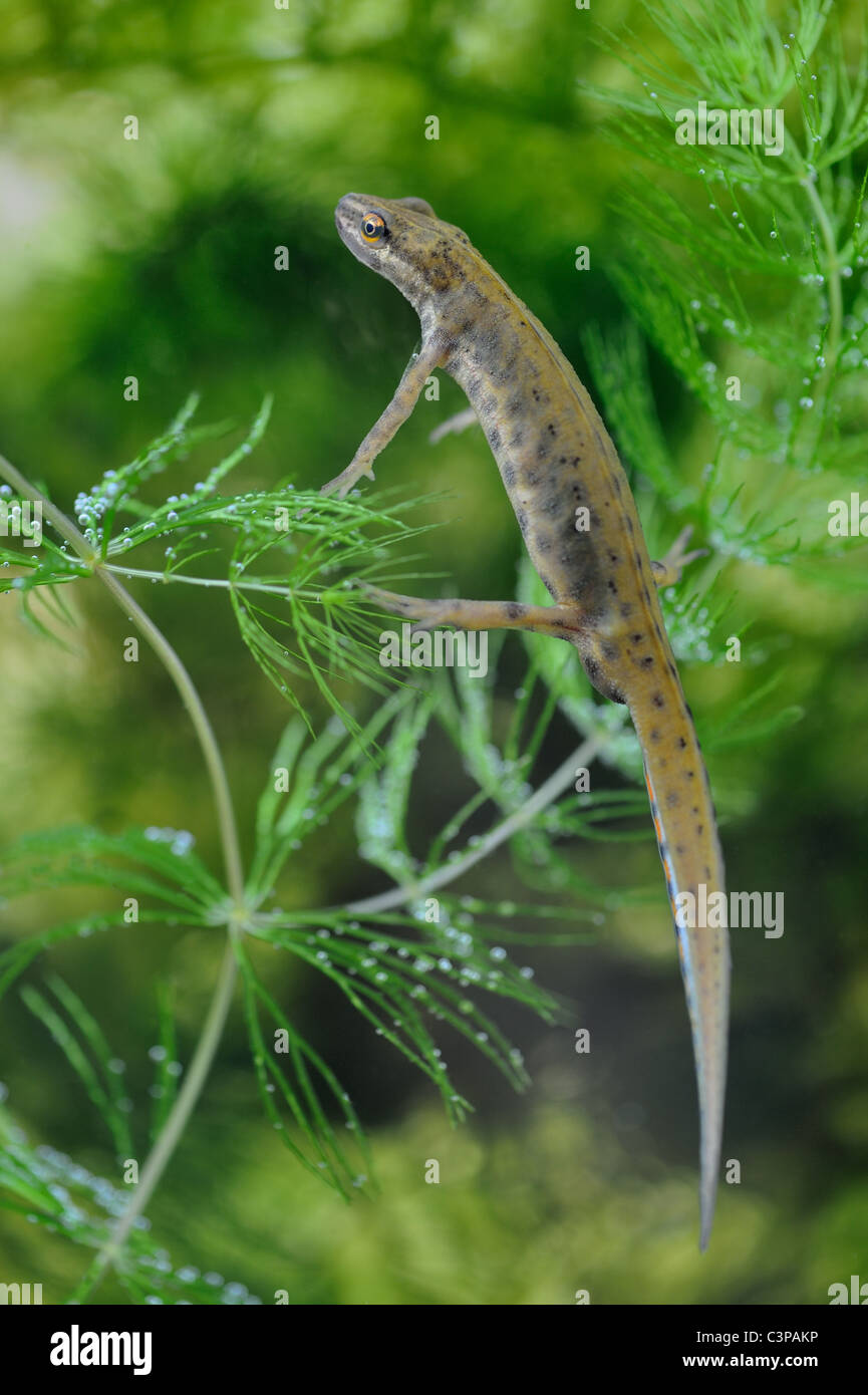 Newt liscia - Comune newt (Triturus vulgaris - Lissotriton vulgaris) maschio nuoto sott'acqua - molla - Belgio Foto Stock