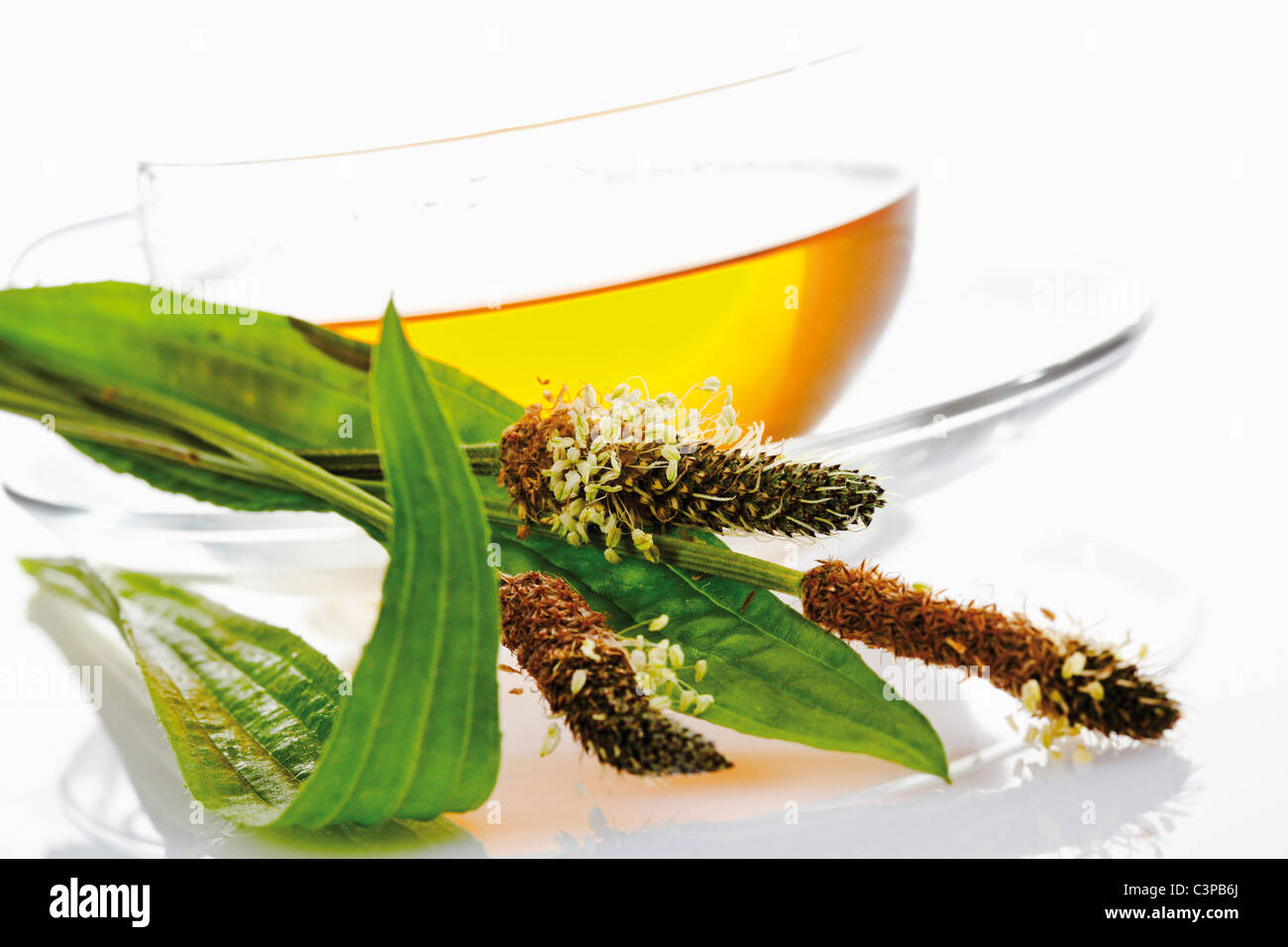 Ribwort piantaggine tè in tazza su sfondo bianco Foto Stock