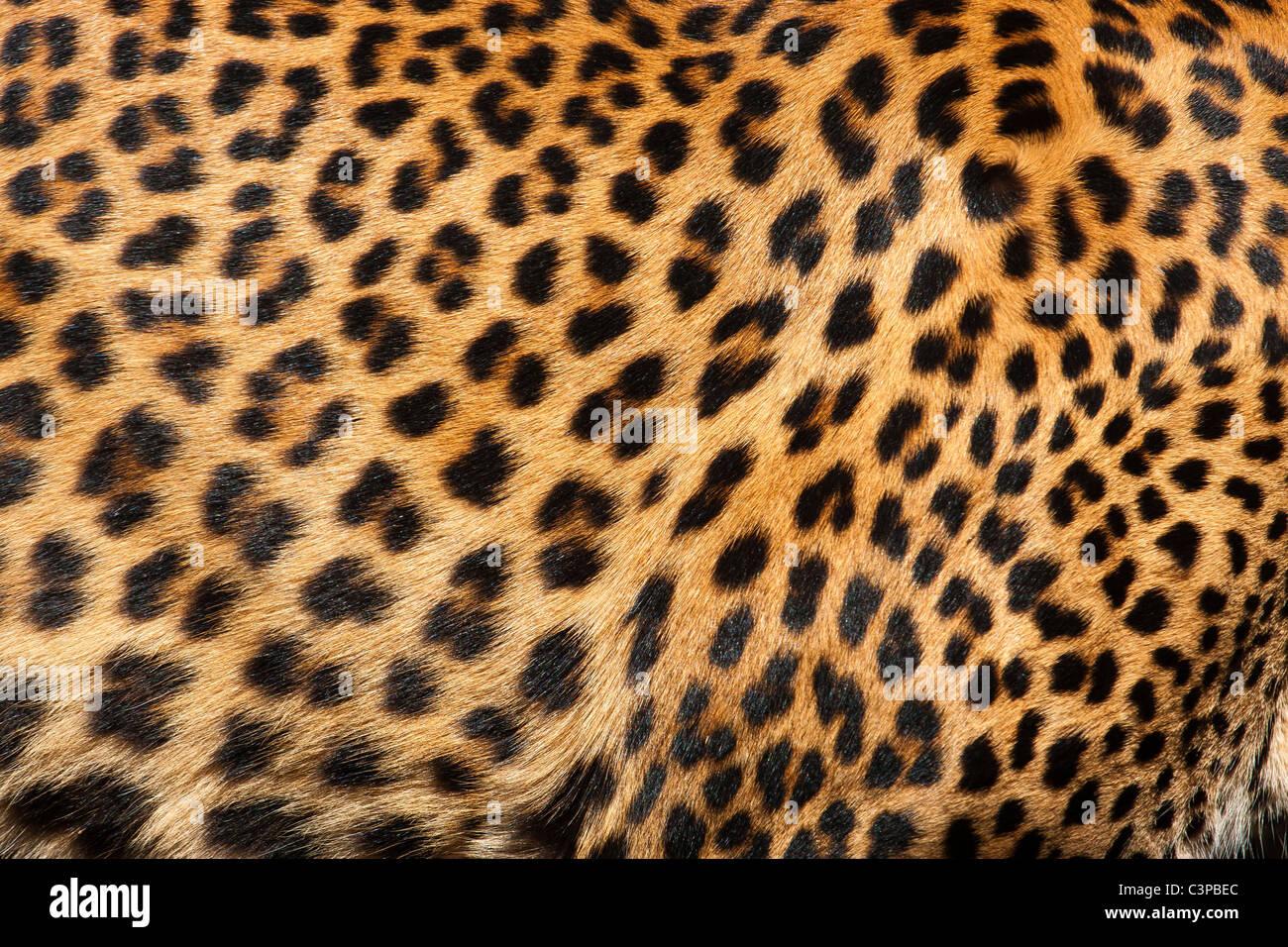 Close up del modello di pelle di leopardo Foto Stock