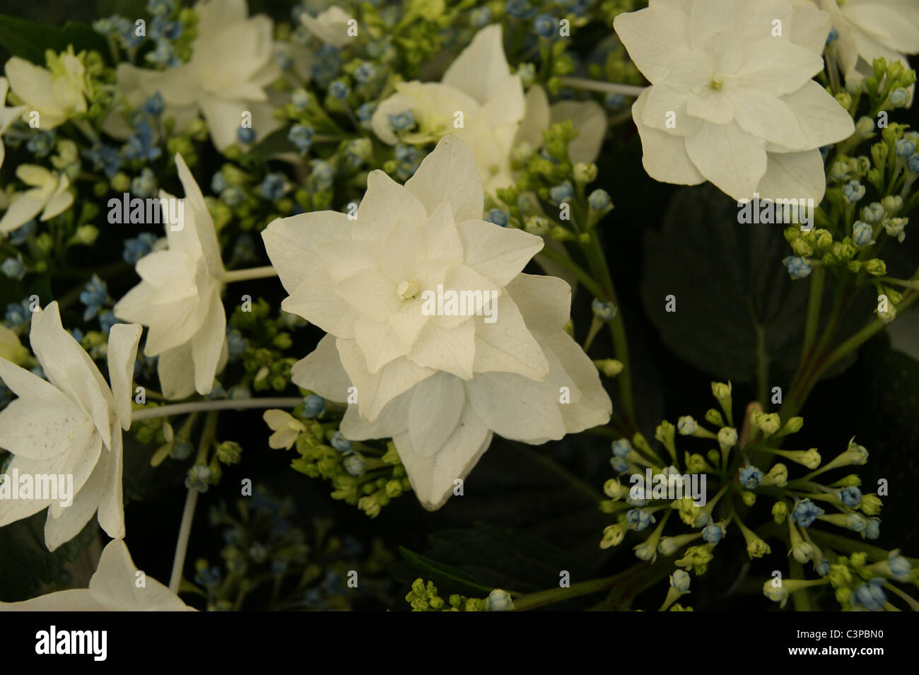 Hydrangea, opere di fuoco Foto Stock