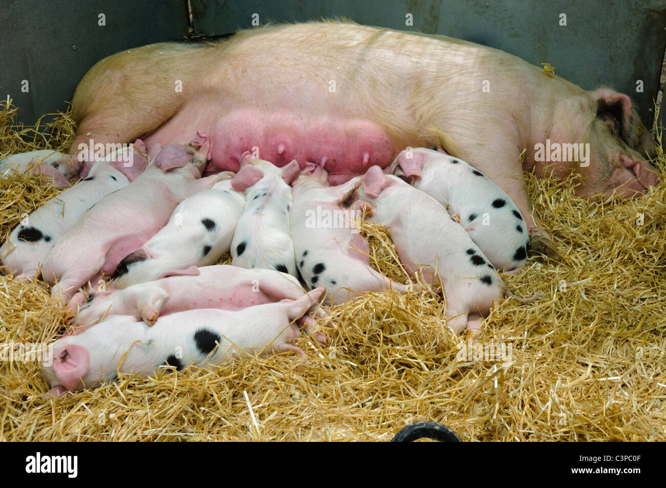 Gloucestershire Gloustershire vecchio spot di suinetti di allattamento sulla loro madre maiale Foto Stock