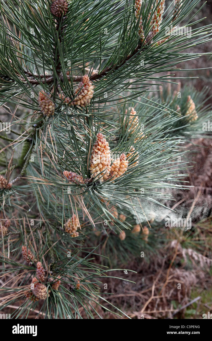 Il polline viene rilasciato dal pino fiori Pinus pinaster Foto Stock