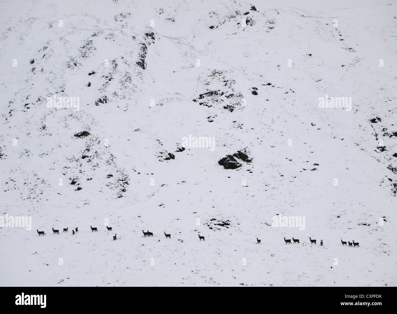 Red Deer allevamento in neve Ben Venue, Trossachs, Scozia Foto Stock