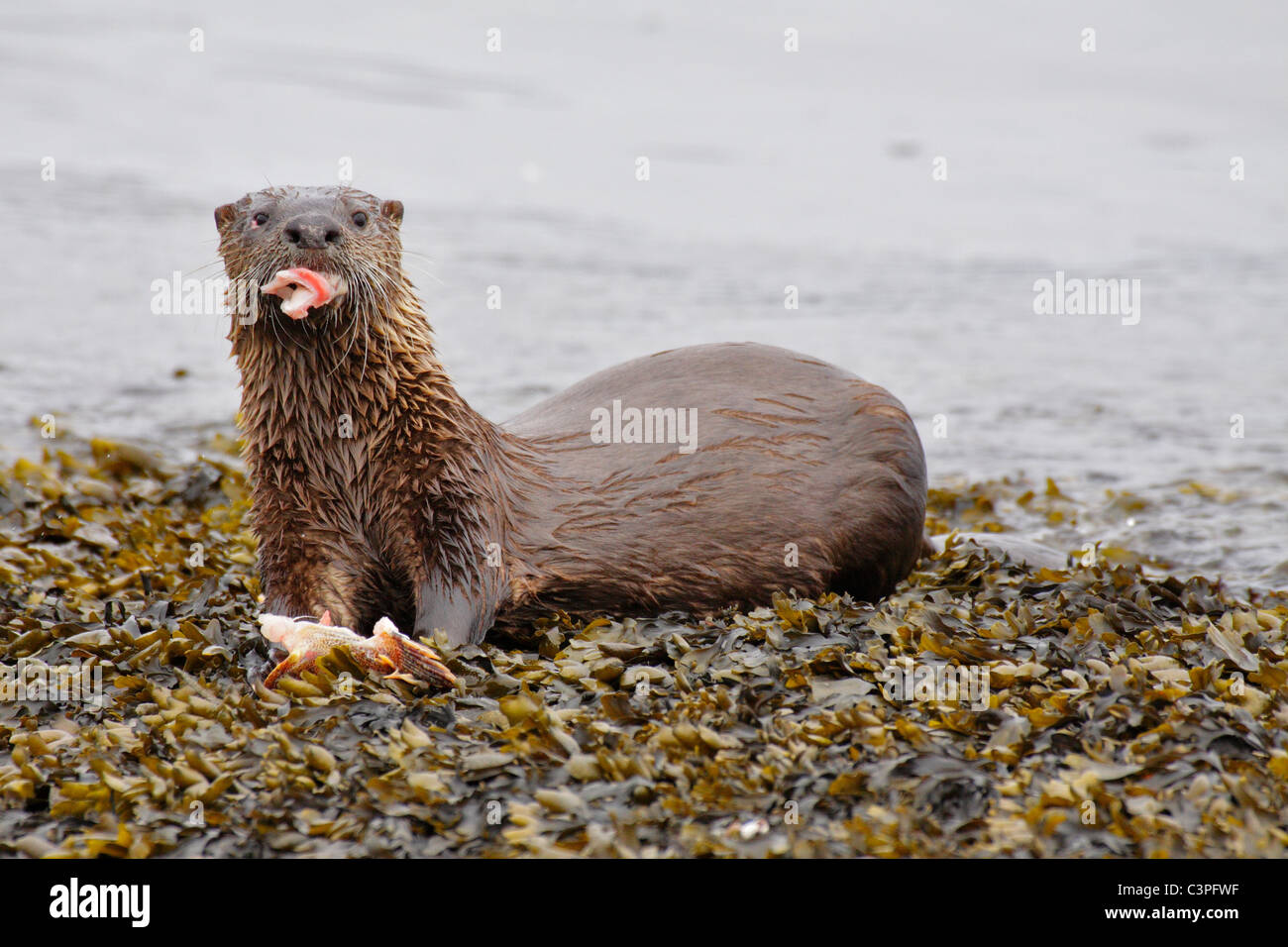 Lontra di fiume avanzamento sul merluzzo bianco pesce-Victoria, British Columbia, Canada. Foto Stock