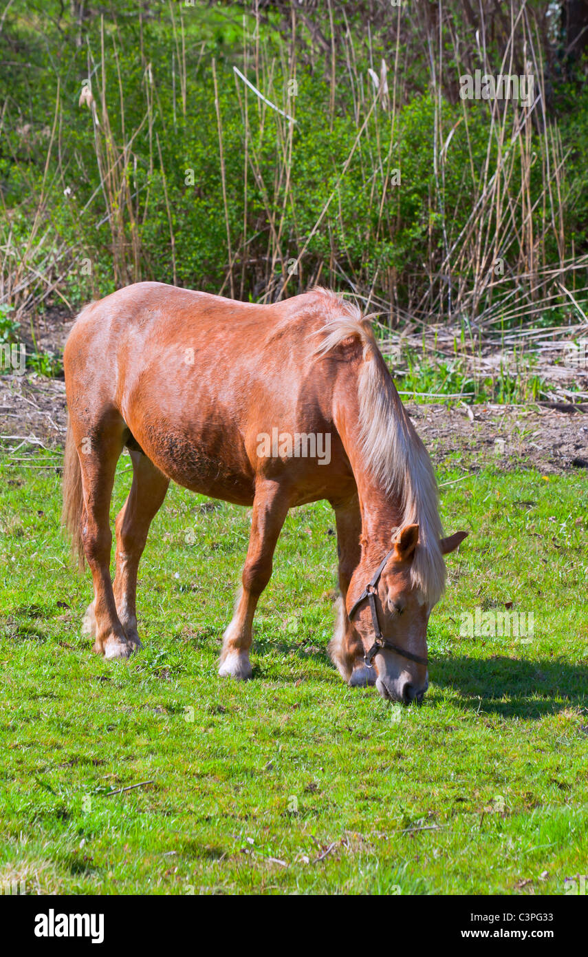 Marrone a cavallo in un campo verde di erba. colpo verticale Foto Stock