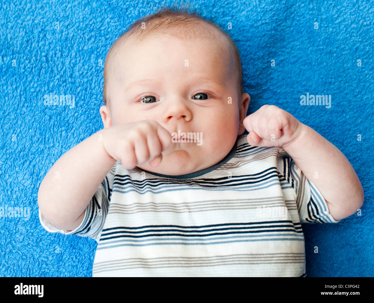 Sette settimane baby boy pugilato, REGNO UNITO Foto Stock