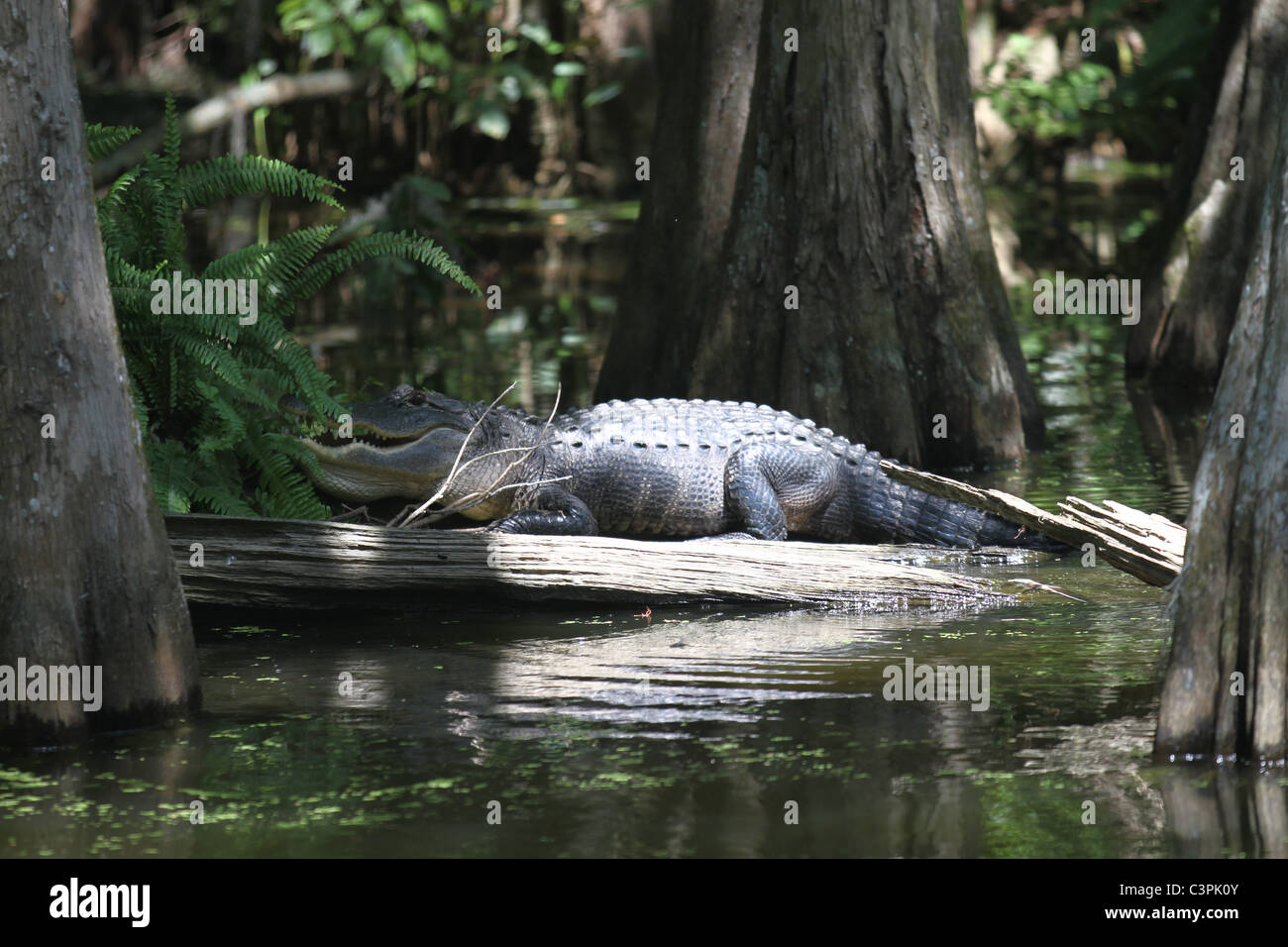 Corpo pieno alligator fuori di acqua in habitat naturali Foto Stock