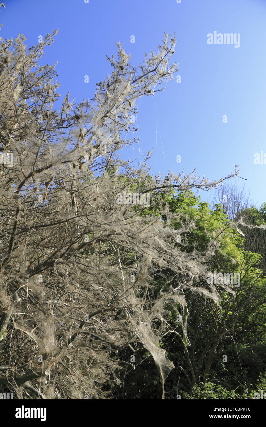 I bruchi del Bird-Cherry Ermellino Tarma (latino: Yponomeuta evonymellus) coprire un albero in un comune web di seta. Foto Stock
