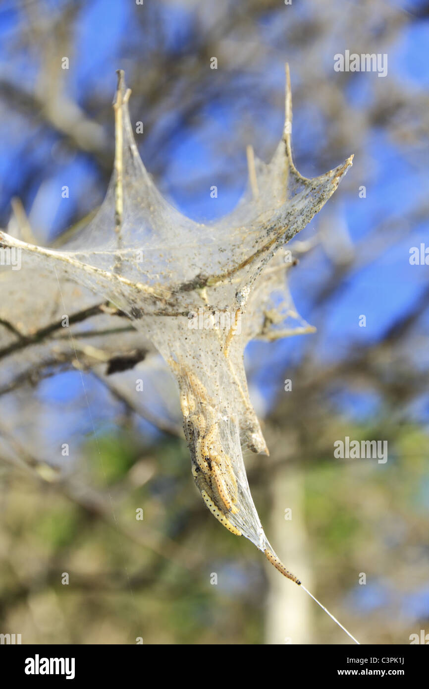 I bruchi del Bird-Cherry Ermellino Tarma (latino: Yponomeuta evonymellus) coprire un albero in un comune web di seta. Foto Stock