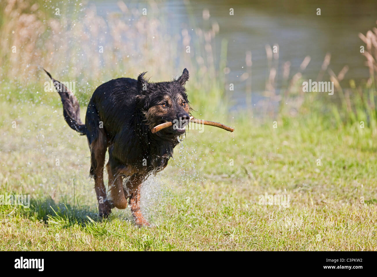 In Germania, in Baviera, cane che trasportano stick in bocca Foto Stock