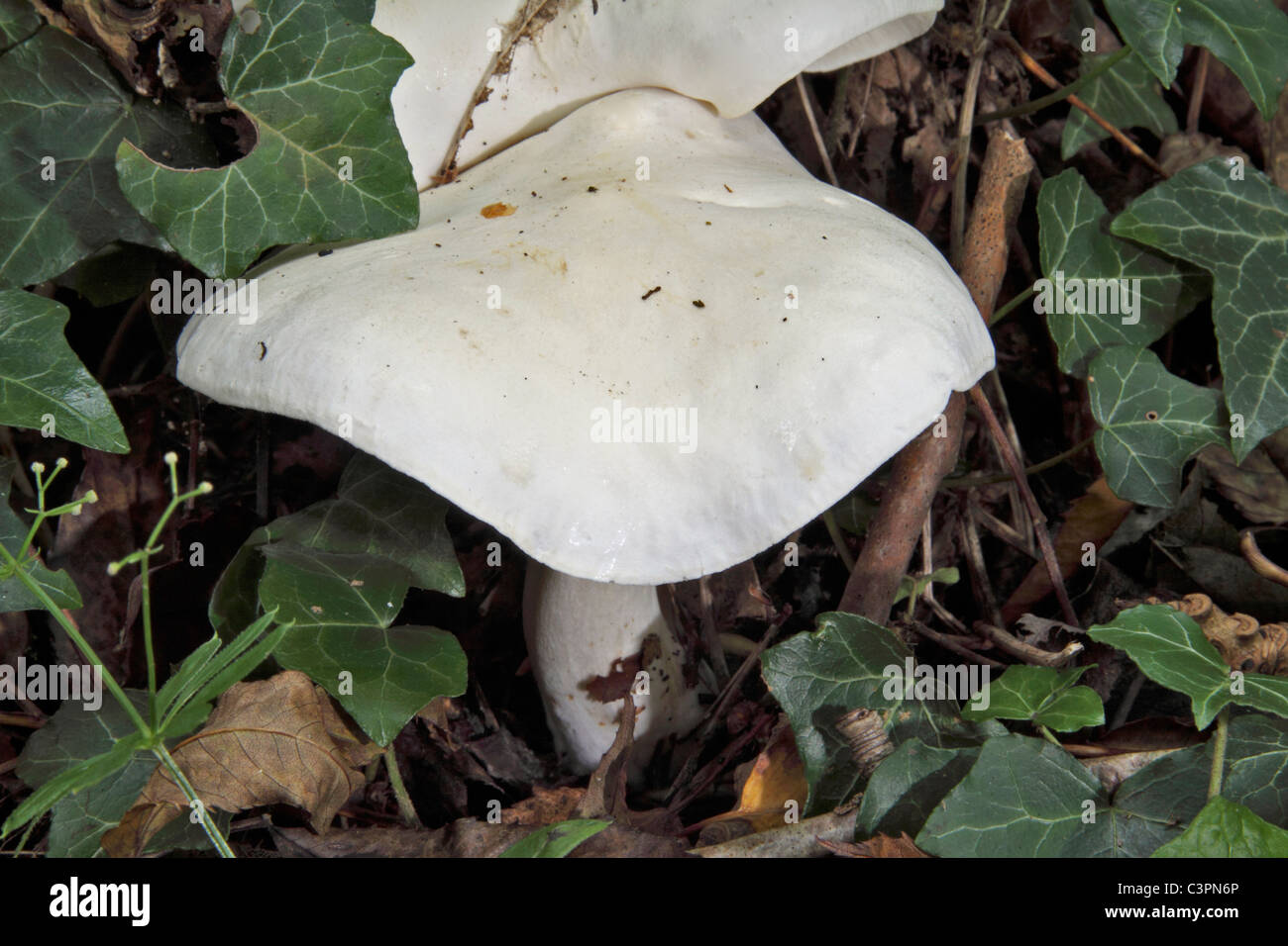 Tricholoma stiparophyllum crescente sul pavimento del bosco Foto Stock