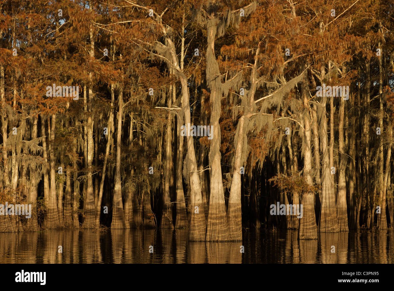 Cipressi - Herderson Lago, Butte La Rose, Atchafalaya Basin, Louisiana Foto Stock