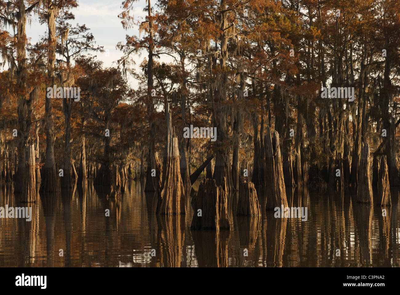 Cipressi - Herderson Lago, Butte La Rose, Pointe, Atchafalaya Basin, Louisiana Foto Stock