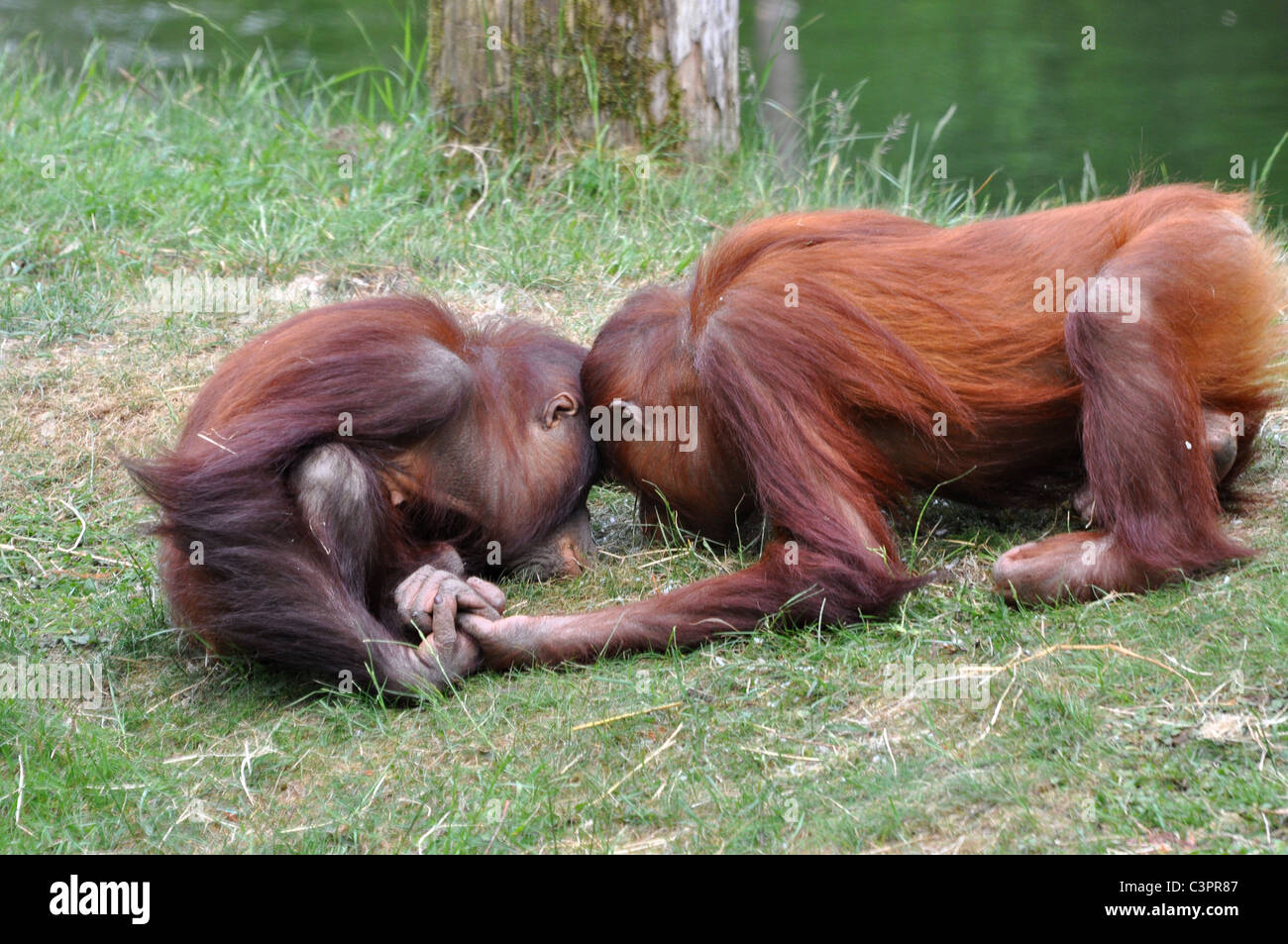 Orangutan tenendo le mani su un incontro ravvicinato Foto Stock