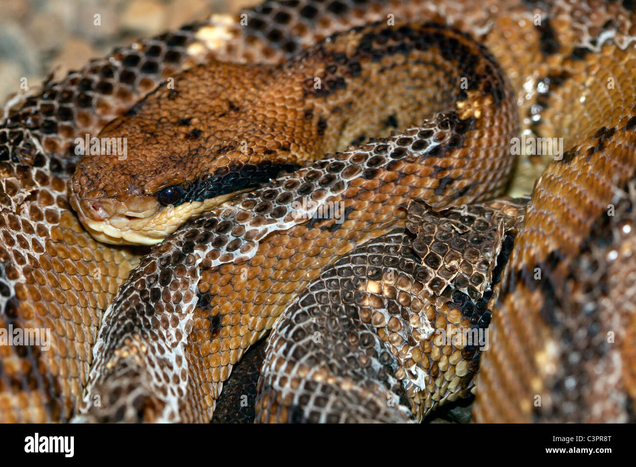 Un infame America Centrale (bushmaster Lachesis stenophrys) snake in Costa Rica. Foto Stock