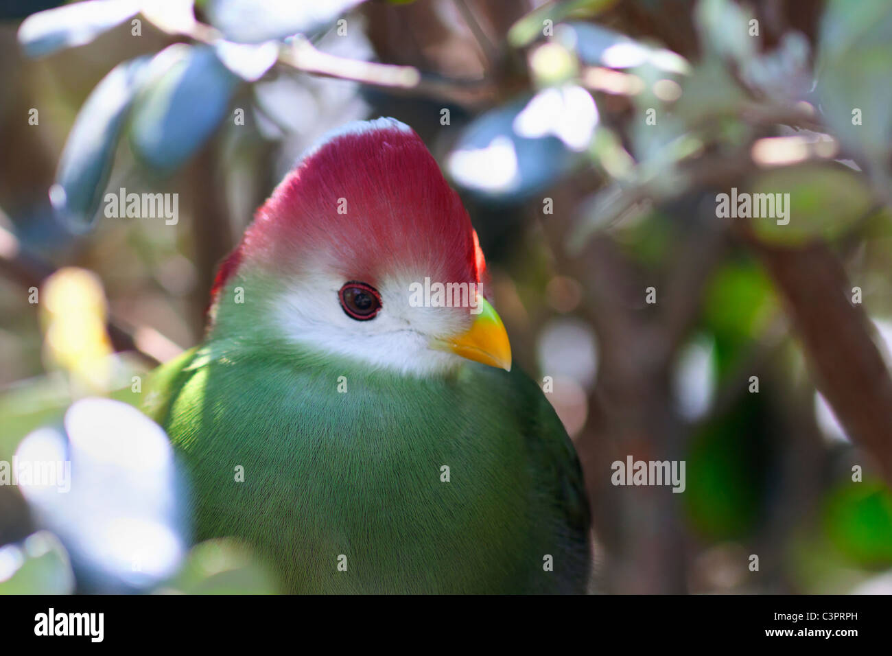 Rosso-crested's Turaco.Tauraco erythrolophus Foto Stock