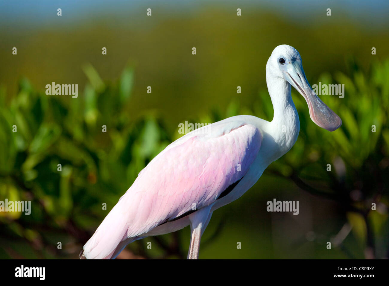 Un roseate spoonbill (Ajaja ajaja) bird appoggia lungo le rive di una foresta di mangrovie di Cuba. Foto Stock