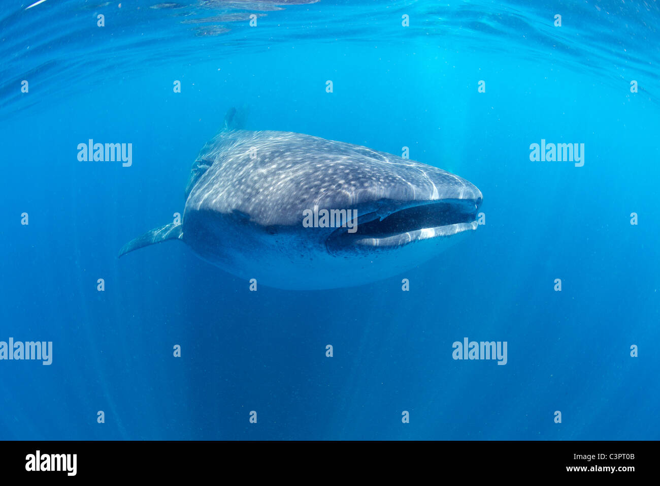 Squalo Balena di Holbox, Messico. Foto Stock