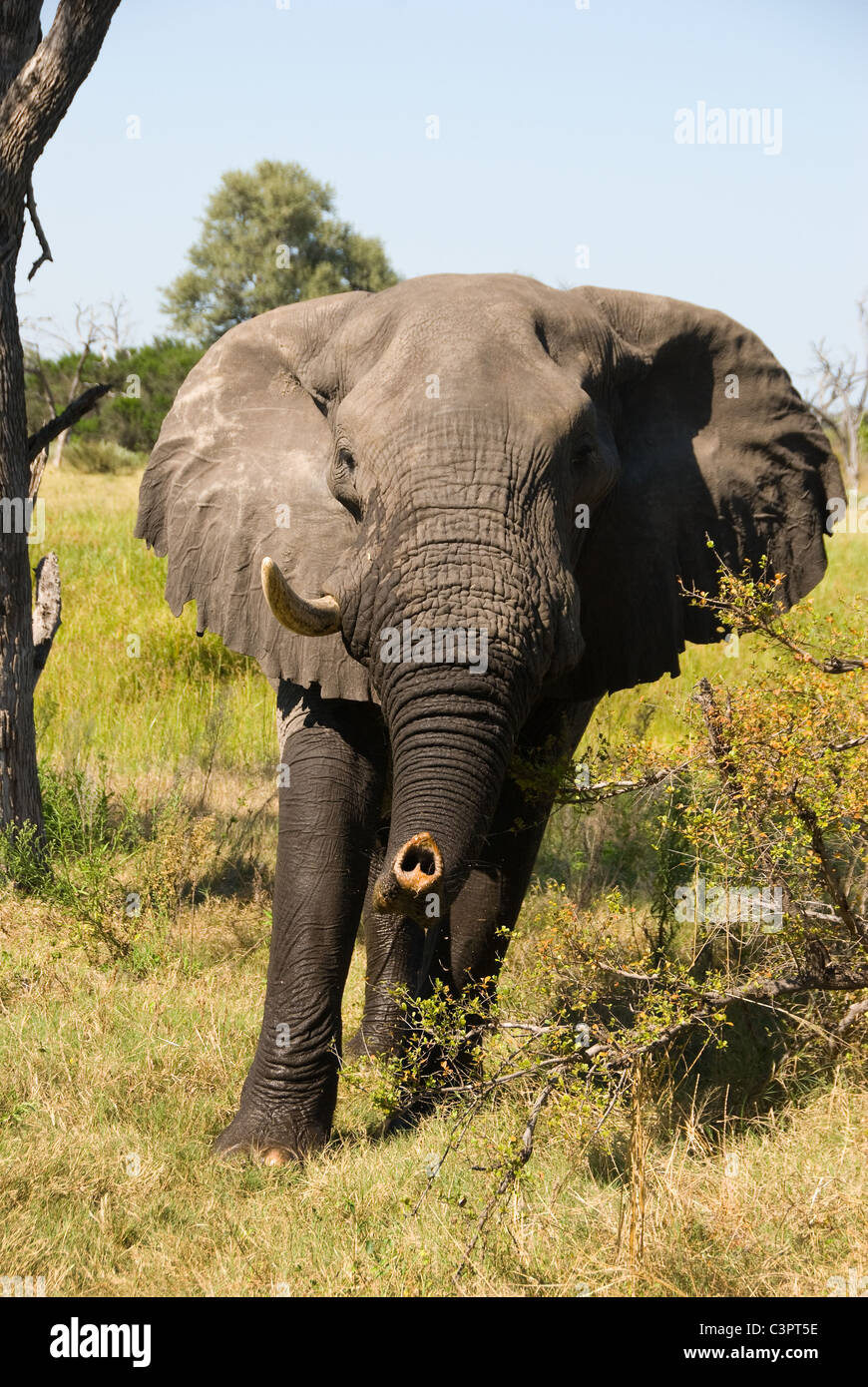 Bull dell' elefante africano con singolo brosmio (Loxodonta africana) carica di scherno. Foto Stock