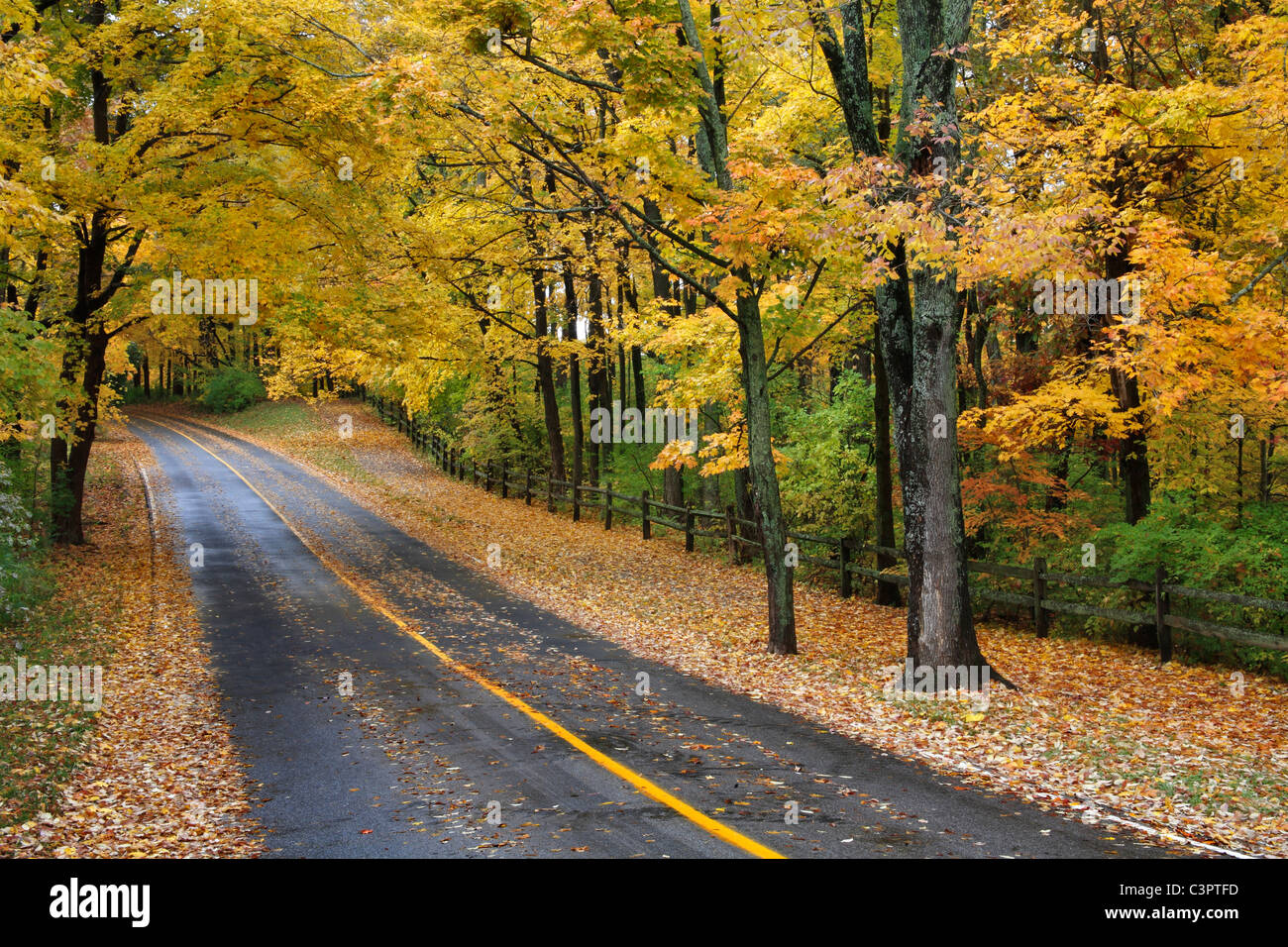 Un asfalto strada attraverso il Parco in autunno, Sharon boschi, Southwestern Ohio, Stati Uniti d'America Foto Stock