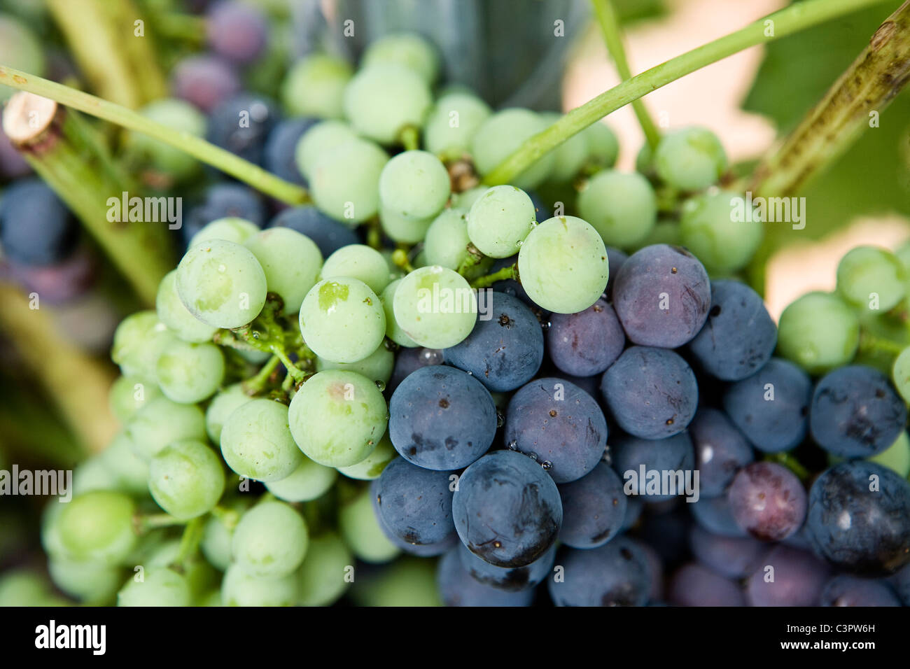 Ribera del Duero uve cambiando colore in settembre. (Spagna) Foto Stock