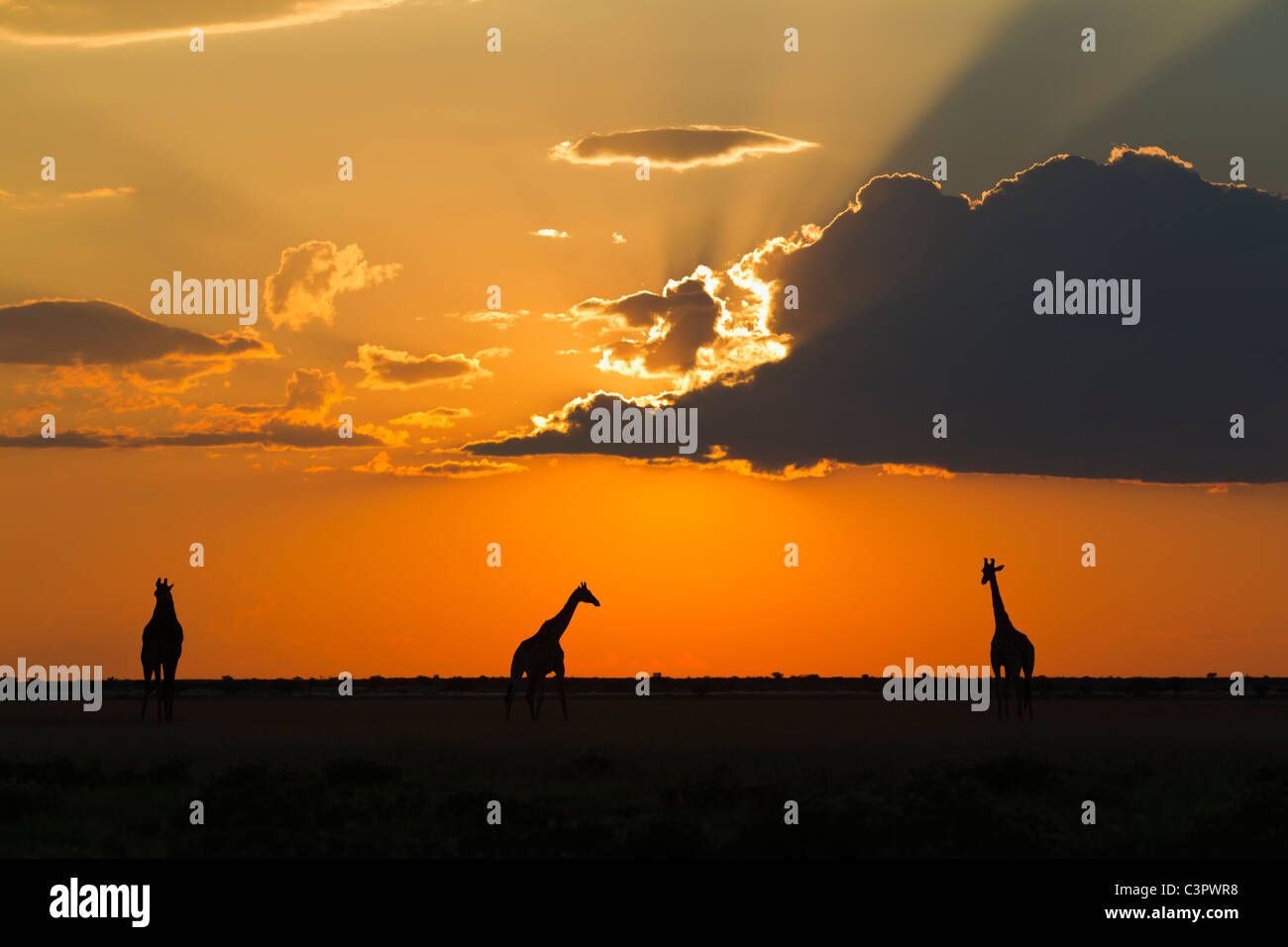 Africa, Botswana, giraffe nella Central Kalahari Game Reserve al tramonto Foto Stock