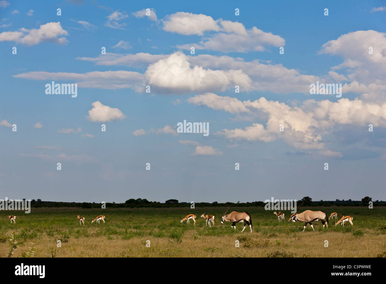 Africa, Botswana, gemsbok nella Central Kalahari Game Reserve Foto Stock