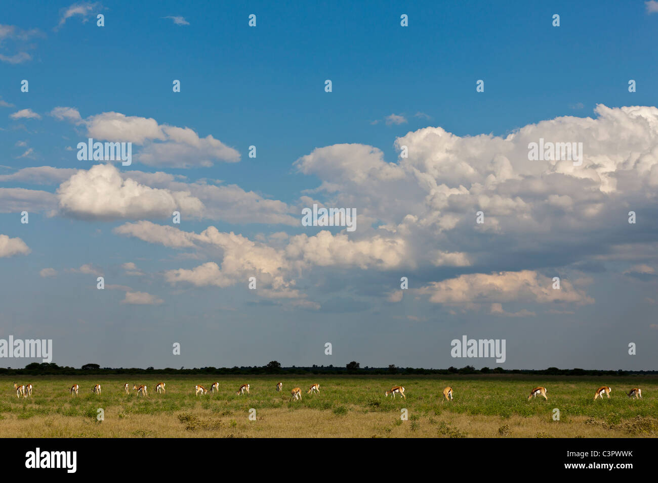 Africa, Botswana, Springbok nella Central Kalahari Game Reserve Foto Stock