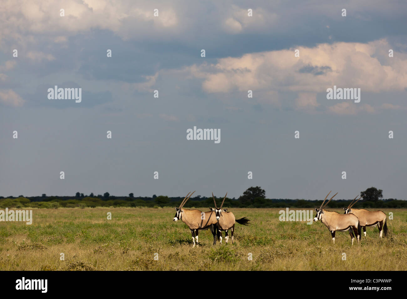 Africa, Botswana, gemsbok nella Central Kalahari Game Reserve Foto Stock