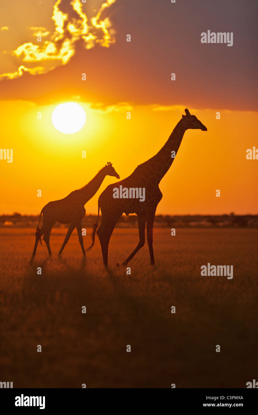 Africa, Botswana, giraffe nella Central Kalahari Game Reserve al tramonto Foto Stock
