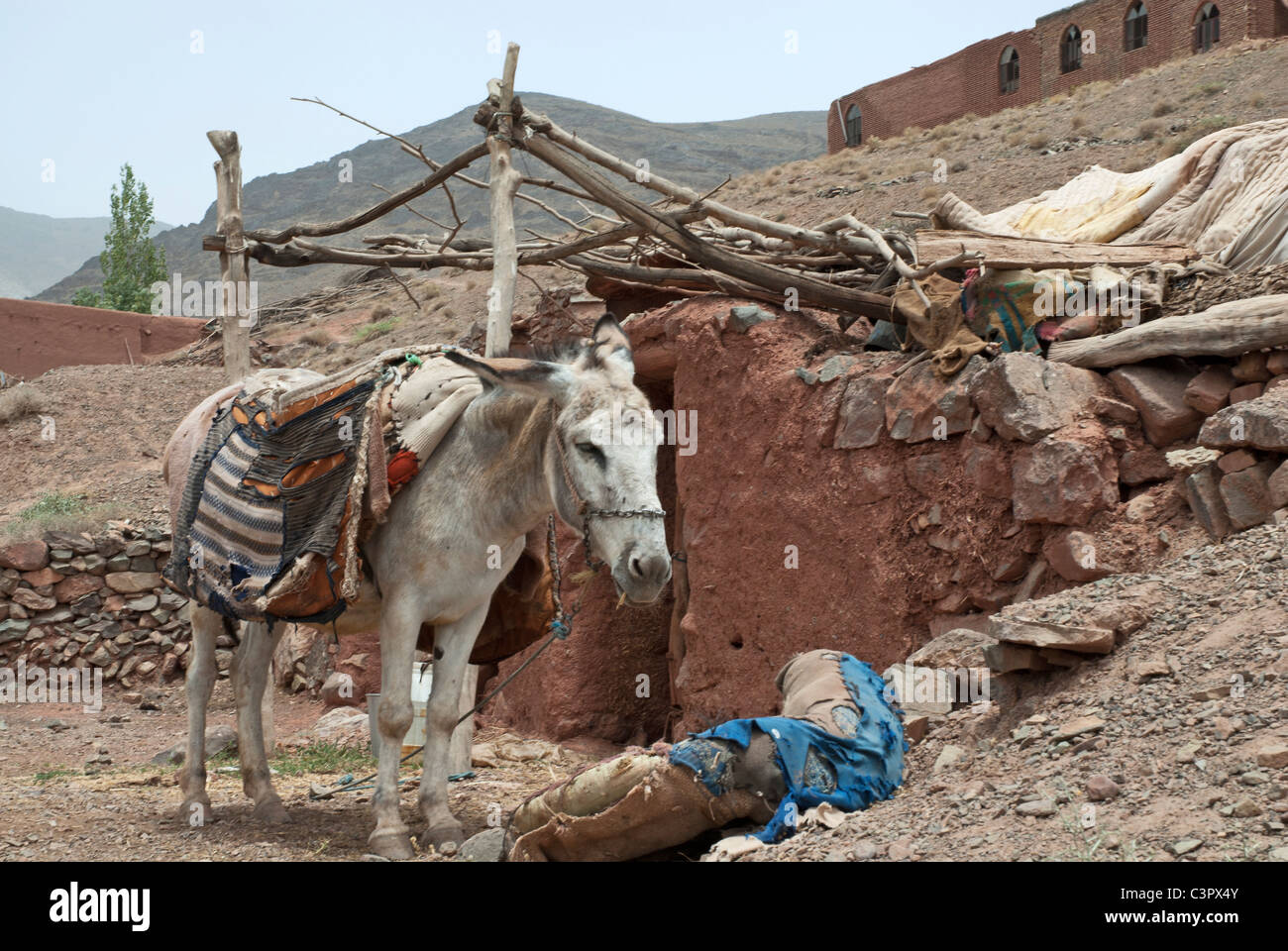 Asinello bianco da soli lonesome paesaggio orientale Iran Afghanistan deserto di sabbia rossa coperta di costruzione animali montagne caldo paese Foto Stock