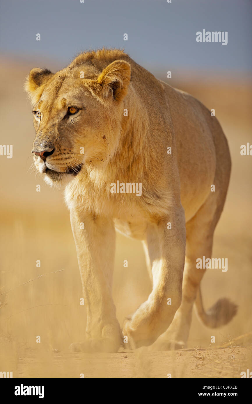 Africa e il Botswana e il Sud Africa, il Kalahari, Lion in Kgalagadi Parco transfrontaliero Foto Stock