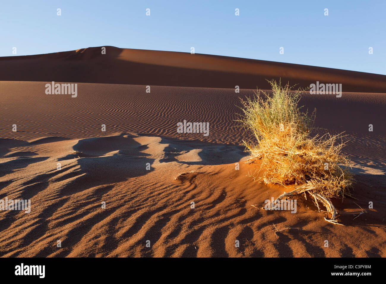 Africa, Namibia, Namib Naukluft National Park, erba in dune di sabbia al deserto del Namib Foto Stock