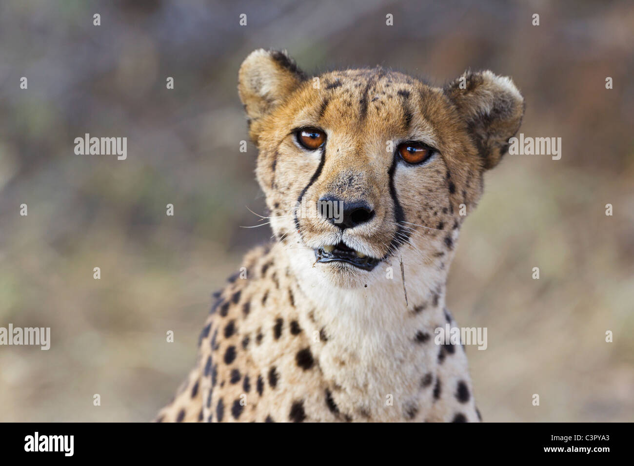 Africa, Namibia, Close up cheetah Foto Stock