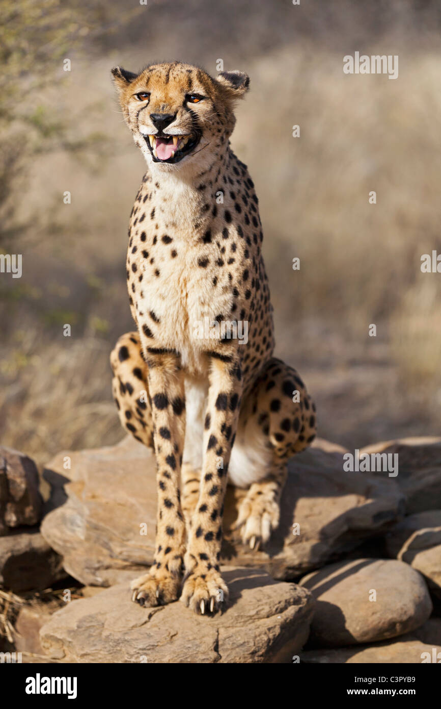 Africa, Namibia, Cheetah Foto Stock