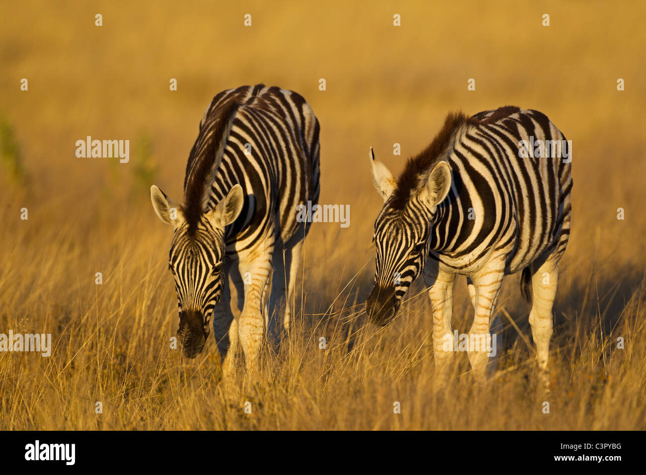 Africa, Namibia, Burchell's zebra nel parco nazionale Etosha Foto Stock