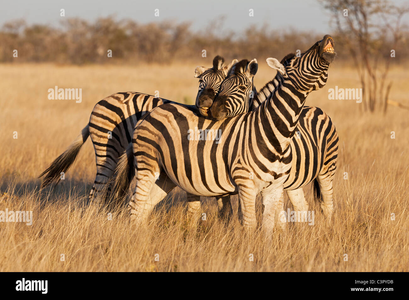 Africa, Namibia, Burchell's zebra nel parco nazionale Etosha Foto Stock