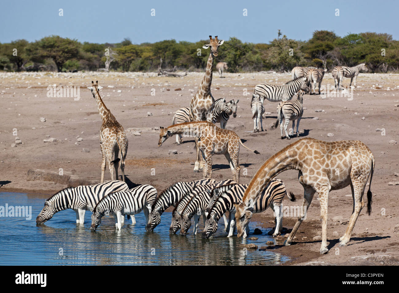 Africa, Namibia, animali Safari a waterhole nel parco nazionale Etosha Foto Stock