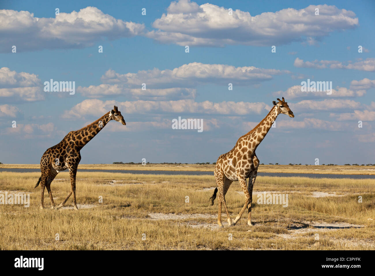 Africa, Namibia, Giraffe nel parco nazionale Etosha Foto Stock